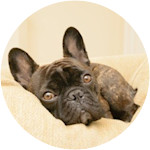 Muggsy - French Bulldog