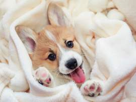 An irresistibly cute Pembroke Welsh Corgi puppy peeks out from a plush ivory blanket, pink tongue happily lolling and tiny pink paw pads poking through the soft folds. When figuring out how to prepare for a new puppy, comfort items like snuggly blankets are often overlooked but truly essential puppy supplies for helping your new arrival feel safe and secure.