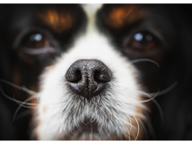 A picture of a dog nose