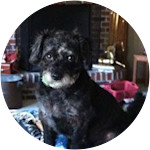 Buddy - Mixed Breed Dog