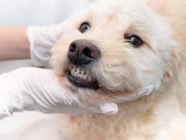 A gloved veterinarian gently holds open a fluffy dog's mouth for a close dental examination. Routine oral exams like this are one of the most reliable ways to catch a gum growth in dogs early — including epulis, one of the most common types of benign oral tumors in dogs.