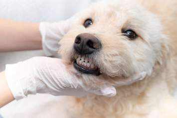 A gloved veterinarian gently holds open a fluffy dog's mouth for a close dental examination. Routine oral exams like this are one of the most reliable ways to catch a gum growth in dogs early — including epulis, one of the most common types of benign oral tumors in dogs.