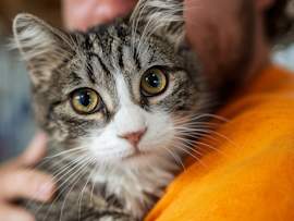 A tabby cat with wide, alert eyes is held against its owner's shoulder, showing a tense expression that many pet parents recognize. If you've ever wondered, "Why doesn't my cat like to be held?" this look says it all — flattened ears, a rigid body, and watchful eyes are common signs that a cat is uncomfortable being picked up.
