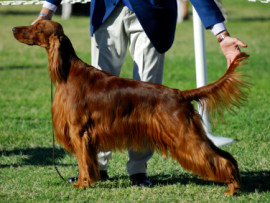 Purebred Irish Setter dog being shown by it's handler