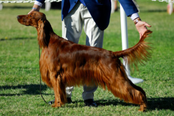 Purebred Irish Setter dog being shown by it's handler