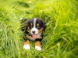 Cute Puppy Sitting in Grass
