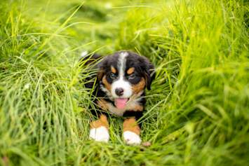 Cute Puppy Sitting in Grass