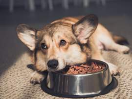 A corgi rests its head next to a full bowl of kibble, eyes up and showing no interest in the food, the all-too-familiar scene for an owner whose dog isn't eating.
