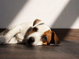 sad dog on wood floor