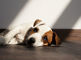 sad dog on wood floor