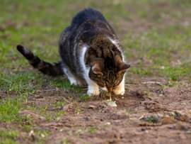 A brown tabby and white cat hunched over in an outdoor grassy area, actively throwing up onto the dirt and grass below. This image clearly illustrates the concerning moment many pet parents witness when wondering why is my cat vomiting or why is my cat throwing up.