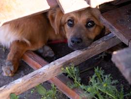 A brown dog hides beneath a makeshift shelter of wooden boards and bricks, peering out with a wary expression, an image that speaks to the vulnerability of pets during disasters and emergencies.