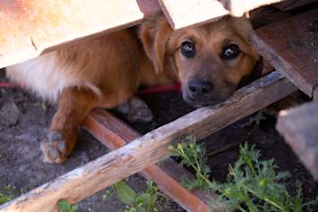A brown dog hides beneath a makeshift shelter of wooden boards and bricks, peering out with a wary expression, an image that speaks to the vulnerability of pets during disasters and emergencies.