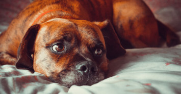 A brown dog on a bed with a pensive look on its face