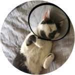 Cody - Domestic Shorthair Cat