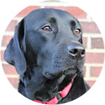 Harry - Labrador Retriever