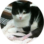 Squiggy-Mixed-Breed-Cat