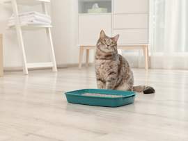 cat sitting by litterbox