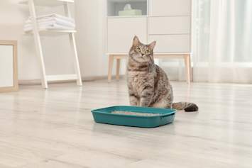 cat sitting by litterbox