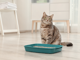 cat sitting by litterbox 