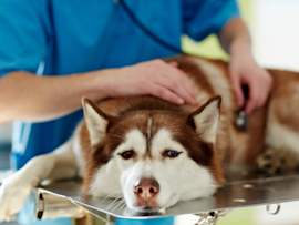 Husky on Vet Table
