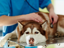 Husky on Vet Table