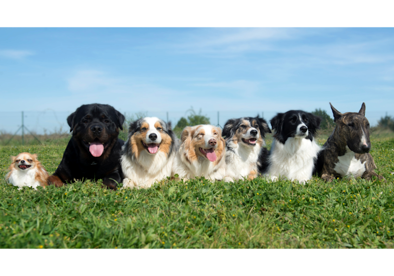 diverse group of dogs ranging from small to large breeds sits together in a grassy field, showcasing the variety of canines that demonstrate how dog lifespans can vary significantly based on their breed, size, and overall health