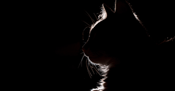 Cat Silhouette