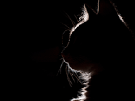 Cat Silhouette