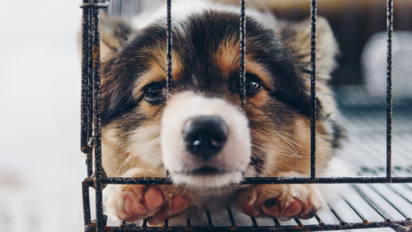 Puppy in cage