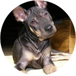 Sunee-Thai-Ridgeback