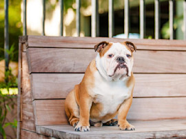 a bulldog with diarrhea sitting unhappily on a bench