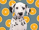 Dalmatian puppy in front of a tangerine backdrop