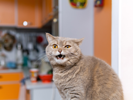 This gray cat is photographed in the middle of meowing at his human's kitchen which led to the human owner asking, "Why does my cat keep meowing"?