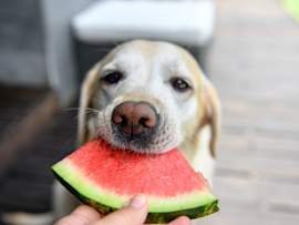Dog Eating Watermelon from Owner's Hand