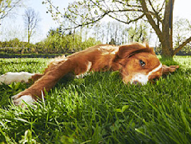 calm dog lying in the grass