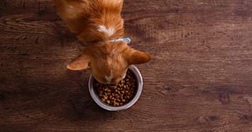 dog eating prescription diet