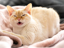 A cream-colored cat with a blissful expression lies comfortably on pink bedding while displaying typical allergy-related behaviors such as an open mouth and squinted eyes.