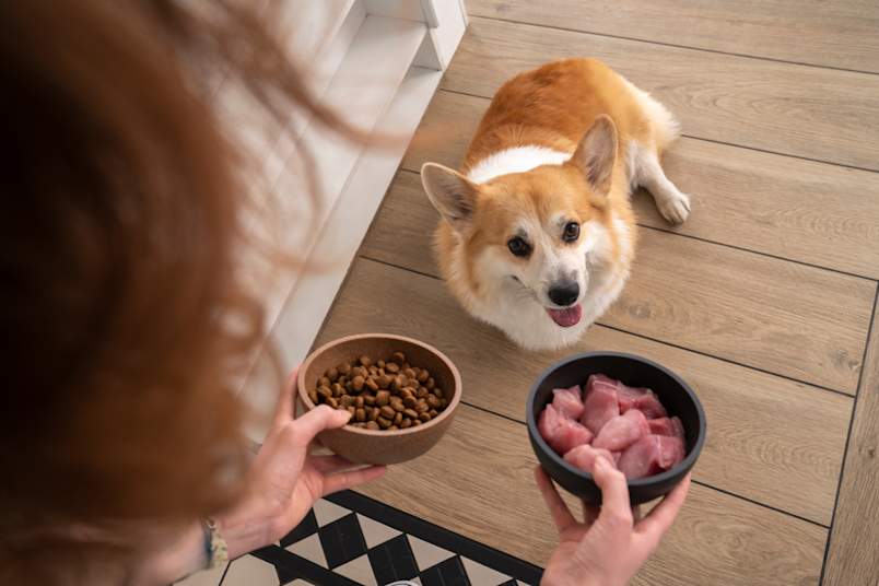 Seen from above, a corgi looks up eagerly at its owner, who holds out two bowls, one of dry kibble, one of raw chicken pieces.