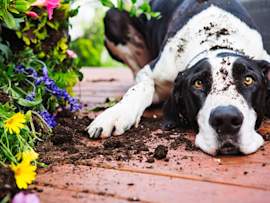 A black and white dog with soil-covered face lying guiltily beside a garden bed filled with pet-friendly yellow daisies and purple flowers, perfectly capturing a moment of mischievous gardening behavior