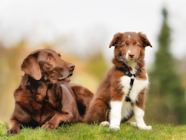 Two dogs sit together on grass - a mature chocolate Labrador and a younger brown and white Border Collie mix - demonstrating the different stages of dog aging and development compared to human years.