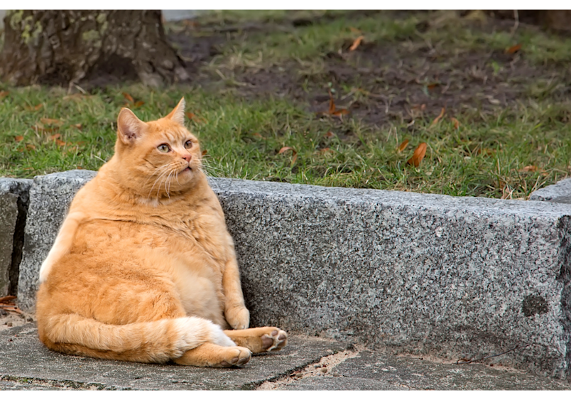 This cat's noticeably round body demonstrates what can happen without adequate enrichment for cats and regular exercise.