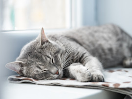 Cat Resting