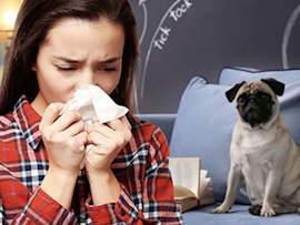 woman sneezing because she is allergic to pug