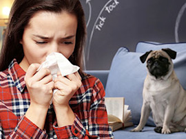 woman sneezing because she is allergic to pug