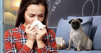 woman sneezing because she is allergic to pug