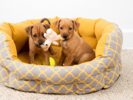 two puppies playing in dog bed