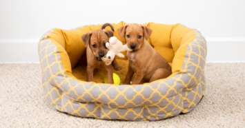 two puppies playing in dog bed