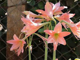 Lily Plants Toxic for Dogs and Cats