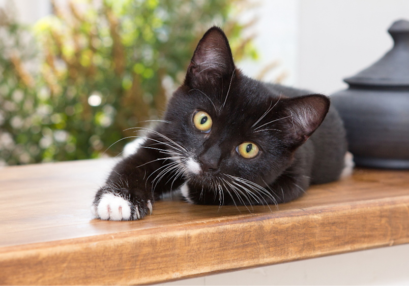 A sleek black cat with bright yellow eyes and a small white patch on its chest rests its chin on a wooden surface, displaying the alert, watchful demeanor of a fully grown cat that has reached its adult size after completing its growth phase.